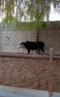 گوساله نر