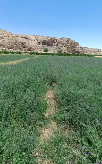 بزریونجه