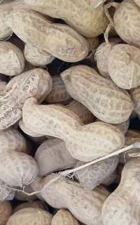 بادام زمینی