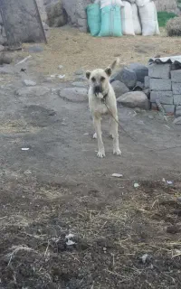 سگ سراب نژاد دار