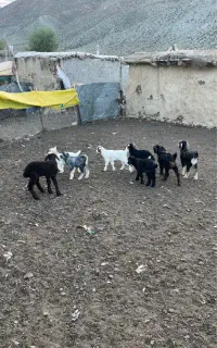 فروش بزغاله یک ماهه