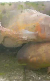 فروش حیوانات