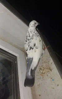 کبوتر ماده