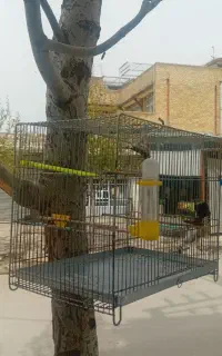 قفس جای پرنده