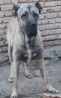 سگ سرابی
