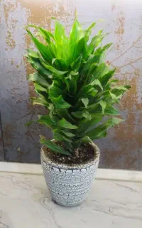 گل دراسنا