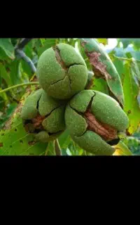 خرید و فروش گردو