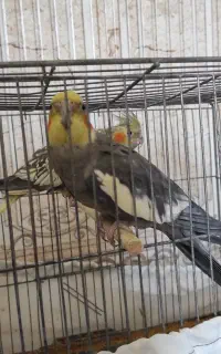 عروس هلندی نر بالغ آواز خوان