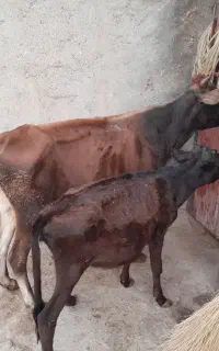 گاو و گوساله محلی قیمت مناسب