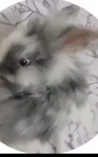 خرگوش