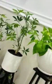 کود حرفه ای برای گیاهان زینتی و فضای سبز
