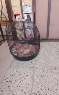 سره