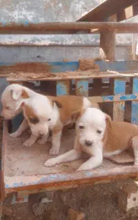 واگذاری سگ پاپی عروسکی