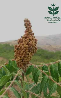 نهال سماق