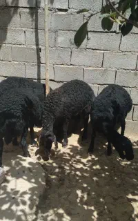 شیشک قره قزل اصل