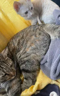 واگذاری به شرط تعهد