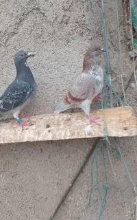 کبوتر دوبر وطوقی