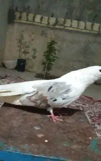 یک جفت تهرانی