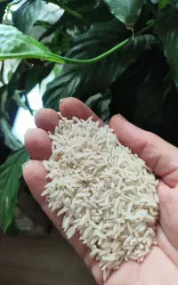 برنج
