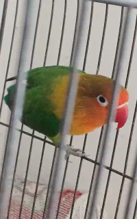 طوطی بریزیلی نر