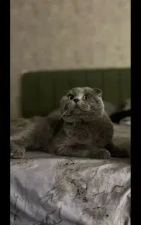 اسکاتیش بلو
