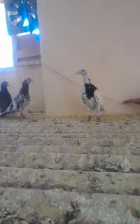 نر سار