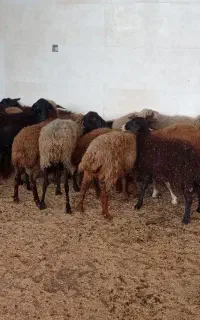 فروش گوسفند بره