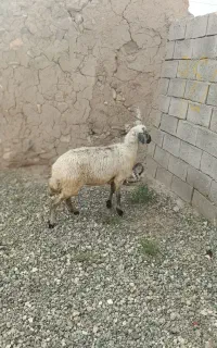فروش ۱راس گوسفند پیر چاق