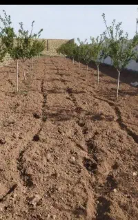 هرسکاری وسم پاشی وعلف زنی وپابیله زمین باغ و باغچه