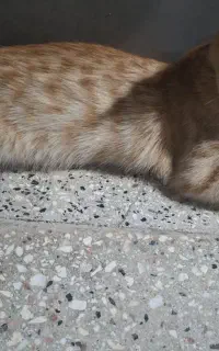 گربه خونگی