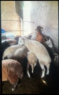 ۸ عدد گوسفند بره نر محلی