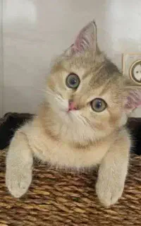 گربه بریتیش