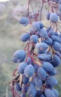 زرشک کوهی درجه یک