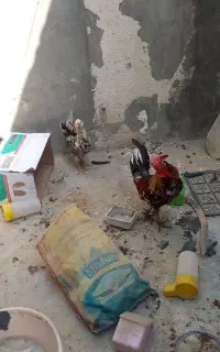 مرغ و خروس گلین