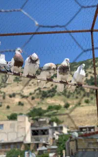 کبوتر طوقی