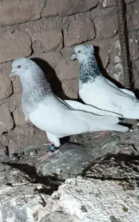 کفتر عاص