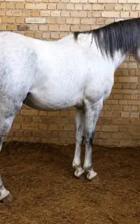 اسب نازار جهت معاوضه