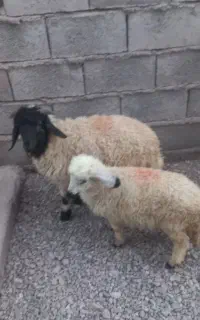 بره