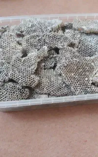 عسل شارم