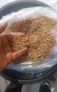 فروش گندم