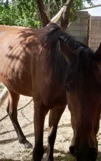 فروشی..نژاد عرب..اسب