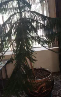 گل کاج مطبق