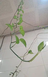 گیاه پتوس