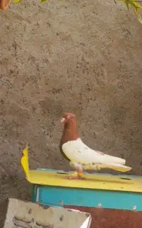 نر کله سرخ هوای وبزن