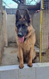 سگ ژرمن نر