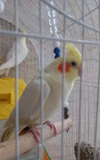 طوطی عروس هلندی