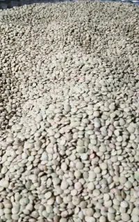 عدس محلی برداشت امسال.کیلویی۲۷۰بدره