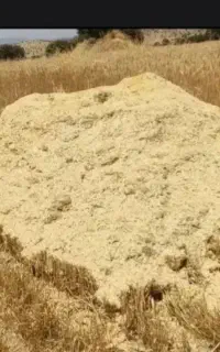 کاه گندم دیم