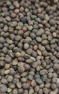 ماشک برای بذر