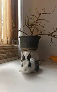 خرگوشک